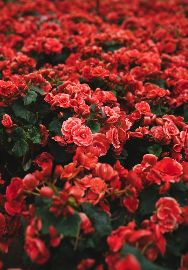 Flors vermelles